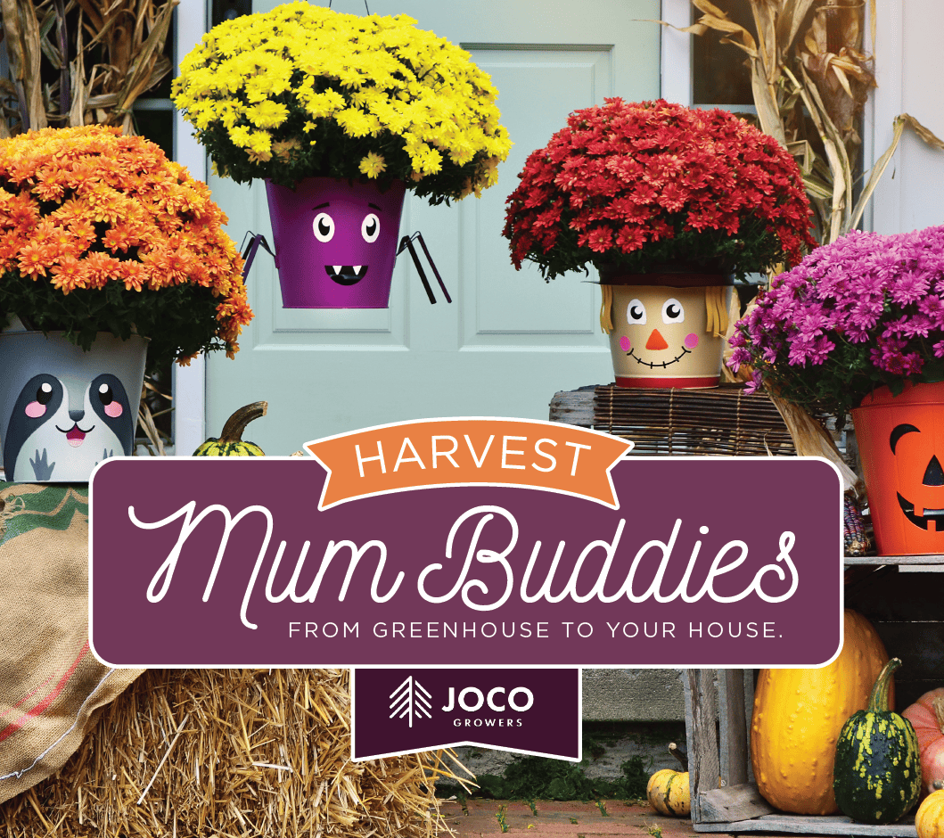 Harvest Mums Buddies WEB