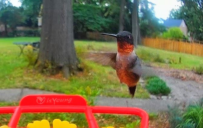 Hummingbird